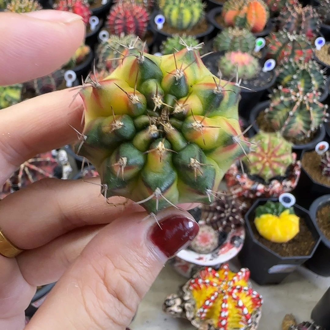 名品侧芽喜欢直接拍