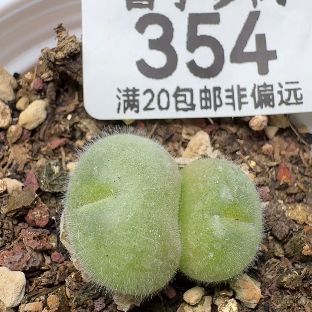 长毛翠带盆土。