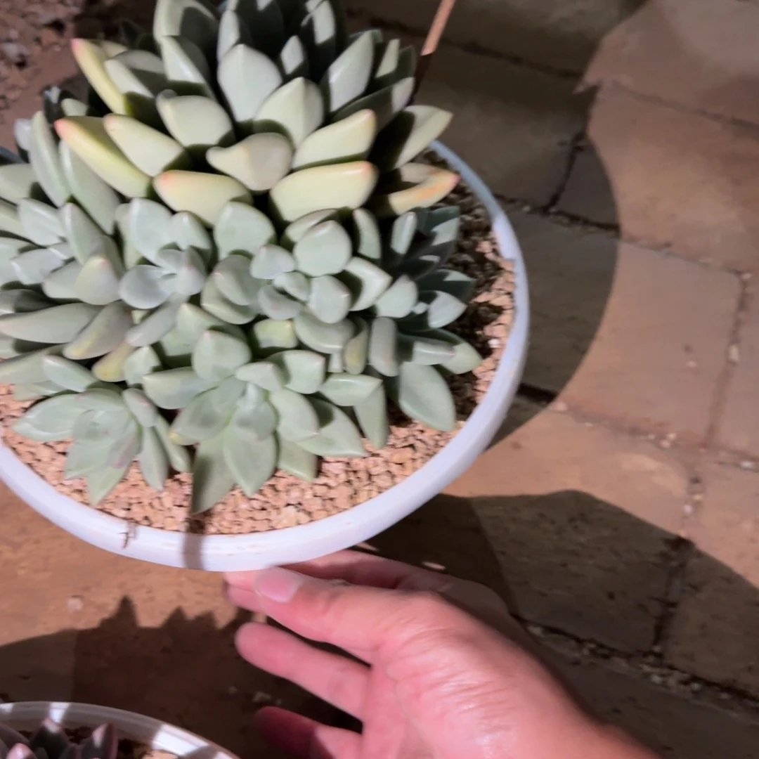 辉***煌寄养在他身边时就有一种
