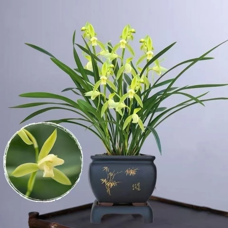 【3-5支花】建兰观音素古风花盆栽好室内阳台兰花绿植盆栽