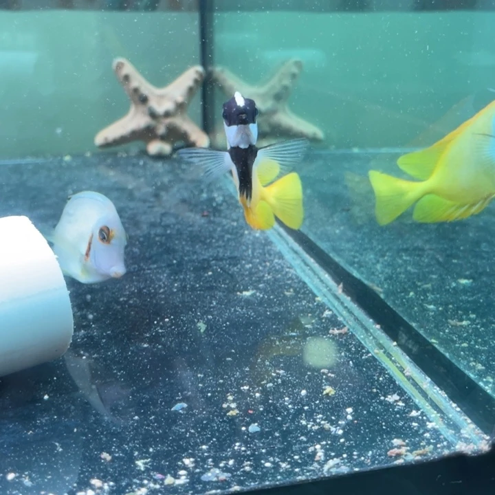 活体野生印尼黄狐狸海水鱼