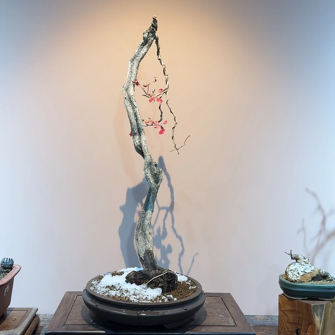 无花朵天赐文化，黄栌盆景。