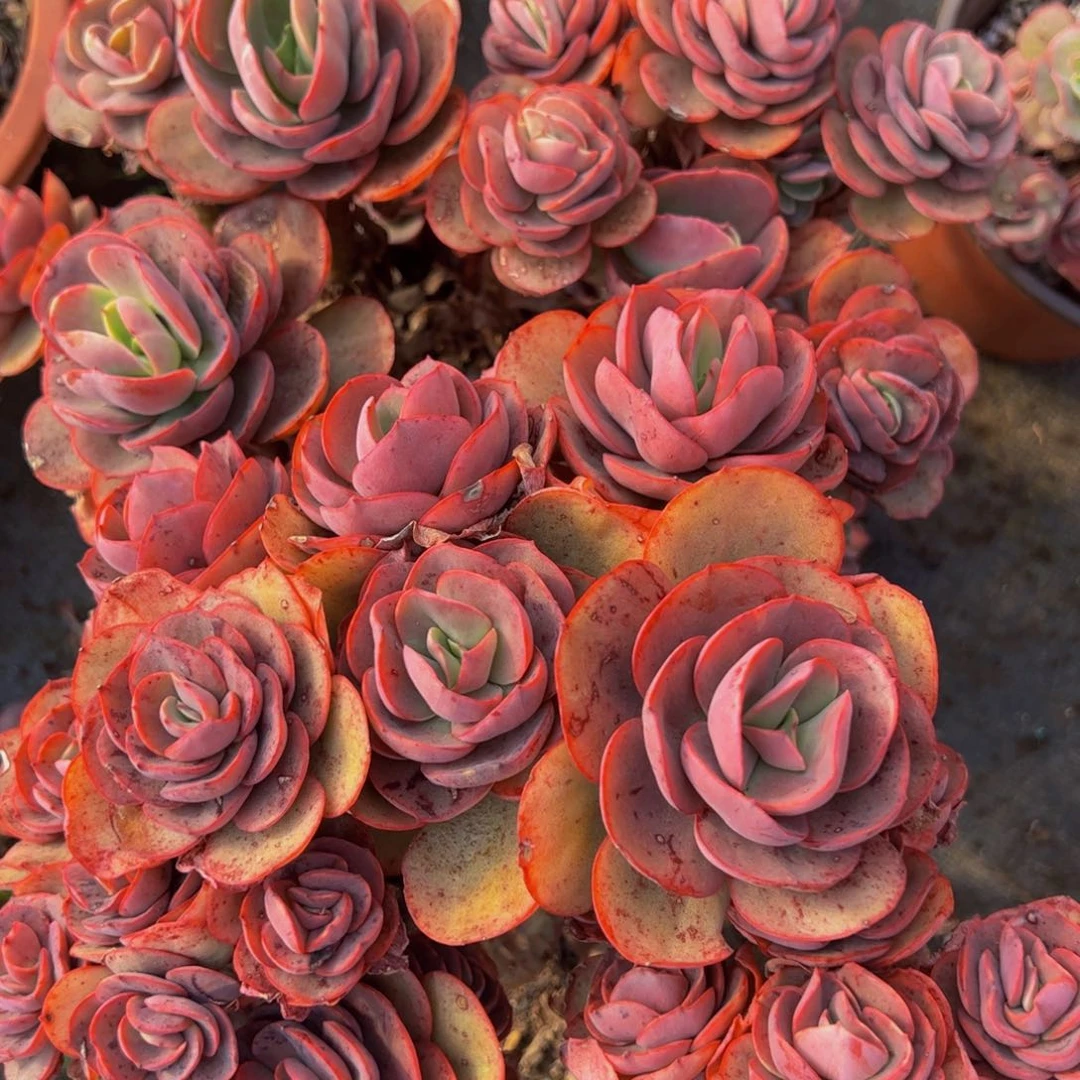 小叶秀妍两盆160杯