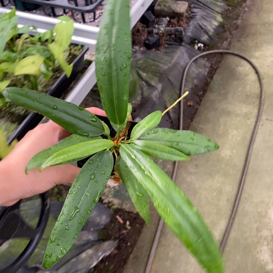 不开花植物领带杂鹤后