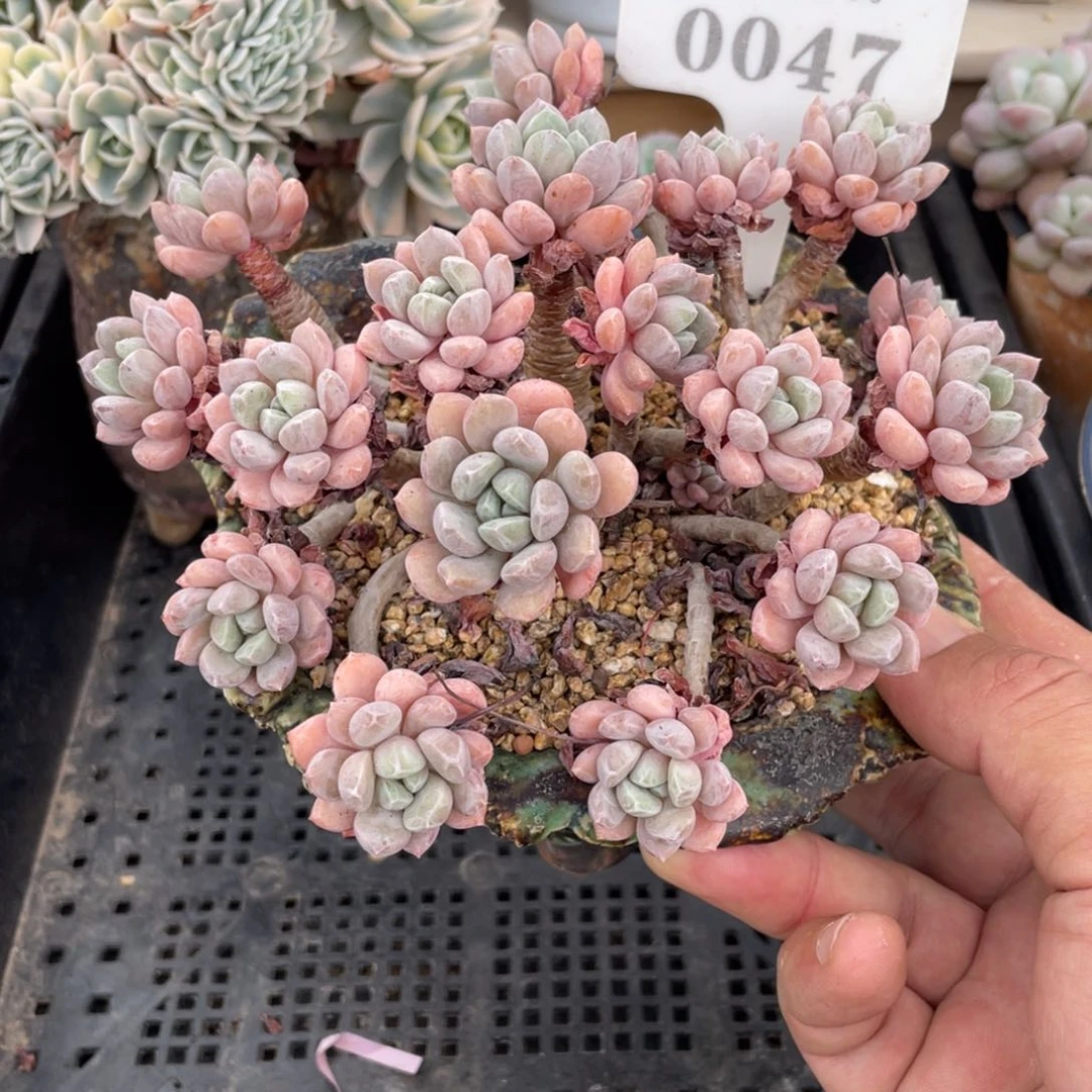 0047特殊系统不带盆15厘米