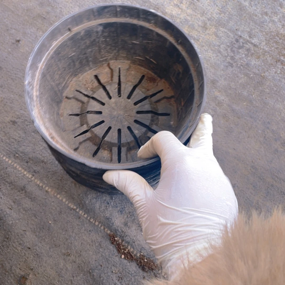 塑料旧17公分黑圆盆20个