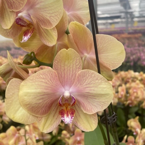 【彩云  3.0寸】蝴蝶兰高档鲜花盆栽