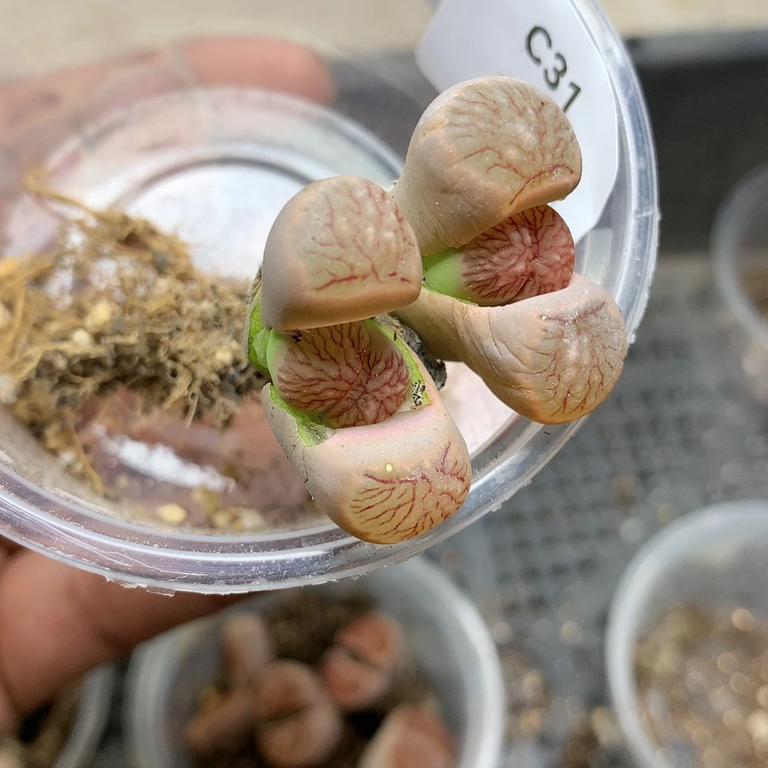 C****C31多肉植物保护