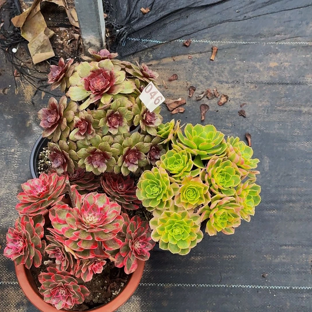 046云荷奶白半夏三颗