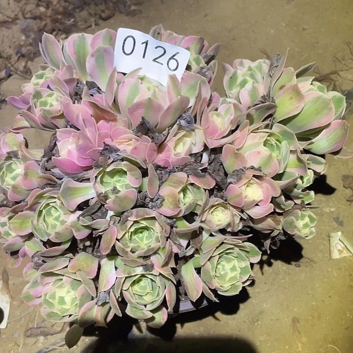 多肉植物法师126妖月