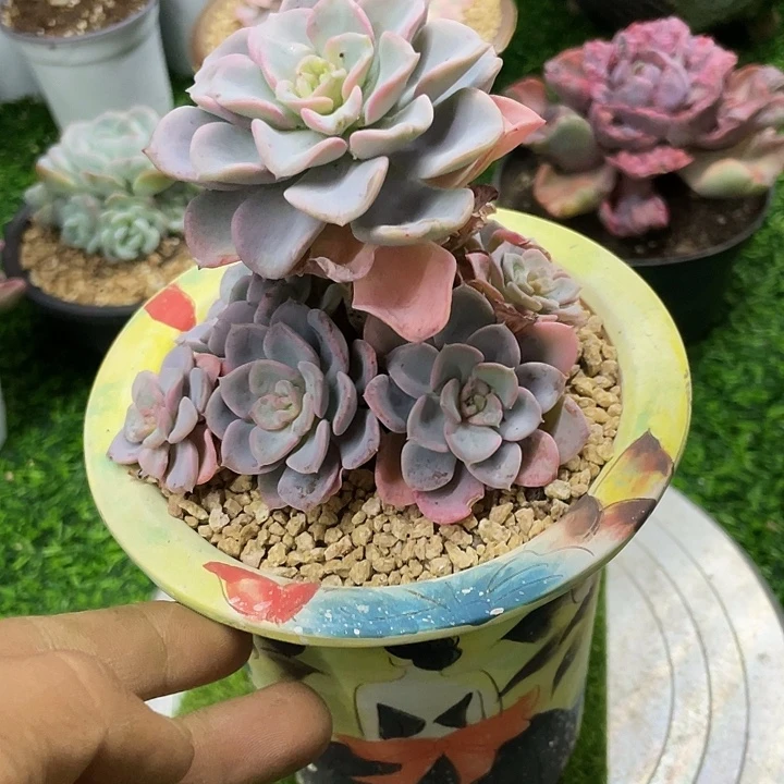 美尻一物一拍哦哦