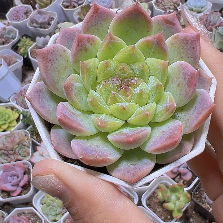 水晶冰心19包邮多肉植物
