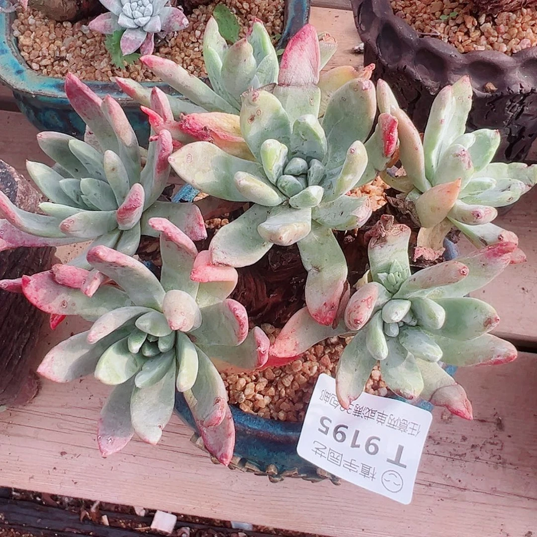 9195绿菊千寿姬仙女杯多肉