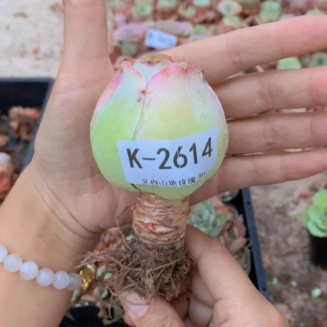 2614大包子单头g g vvv