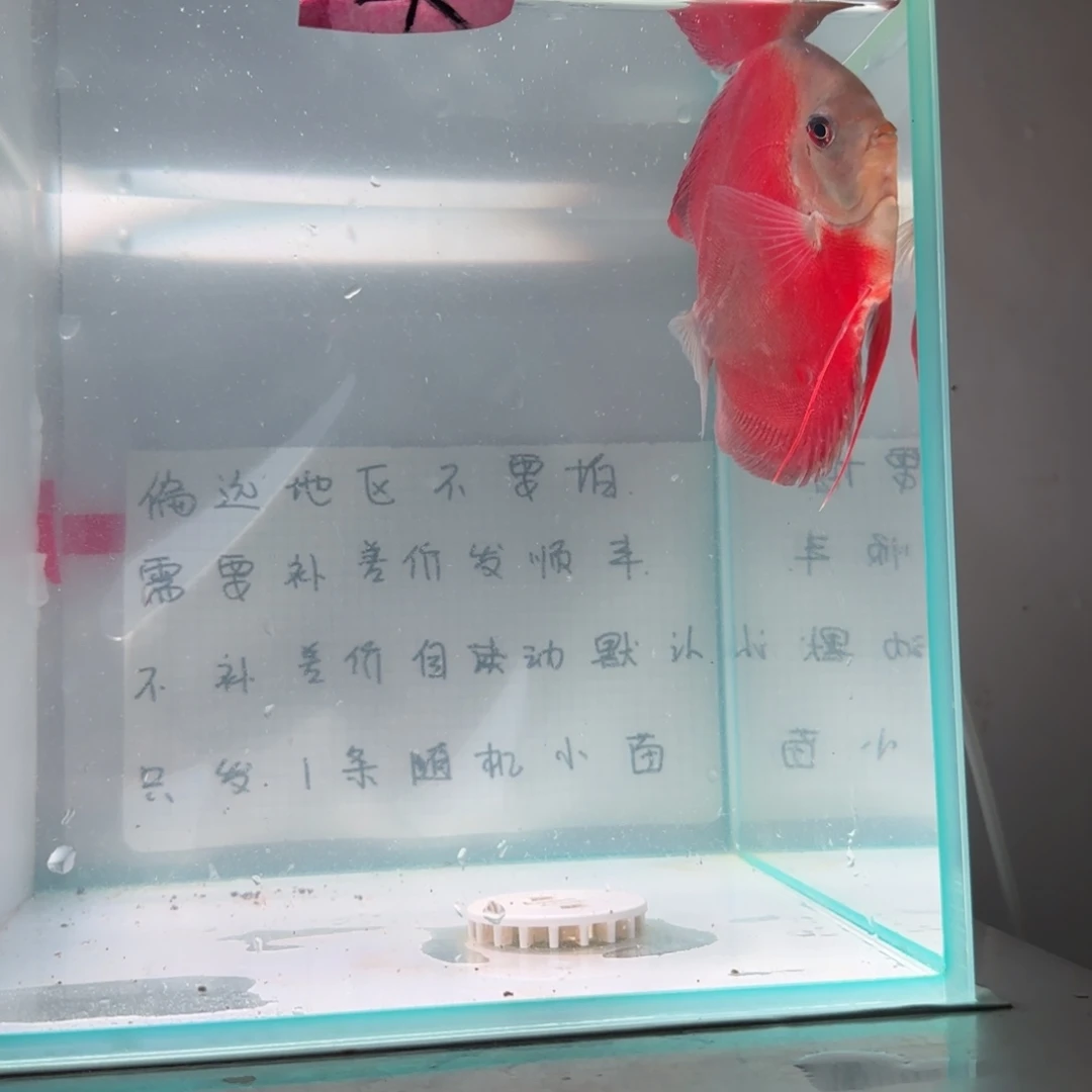 七彩神仙鱼肉身10-8偏远地区不拍