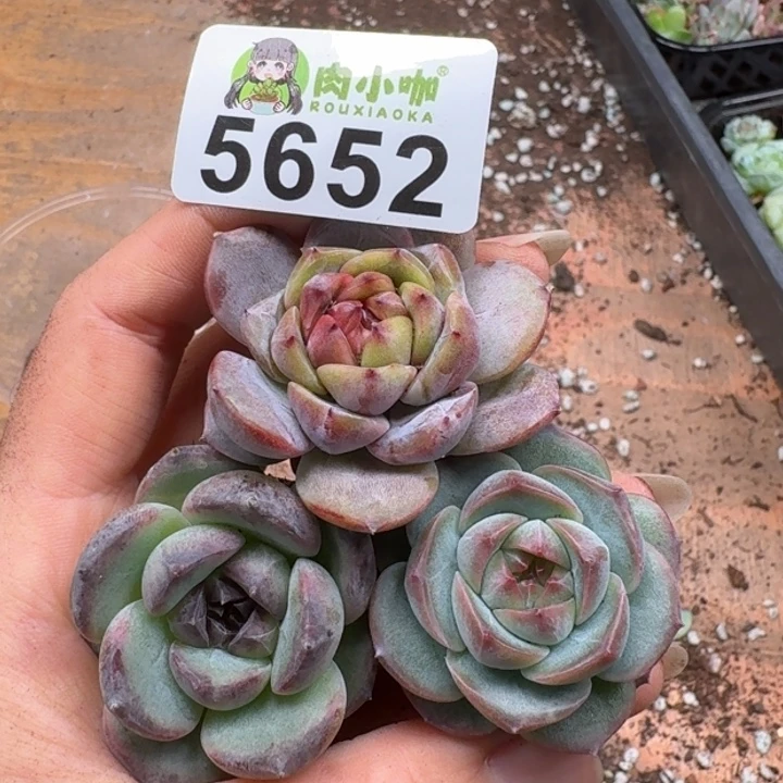 多肉植物多肉植物