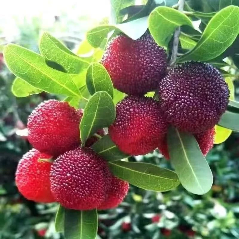 【热卖中】2025年新鲜杨梅现摘现发小杨梅贵州山杨梅泡酒孕妇水果