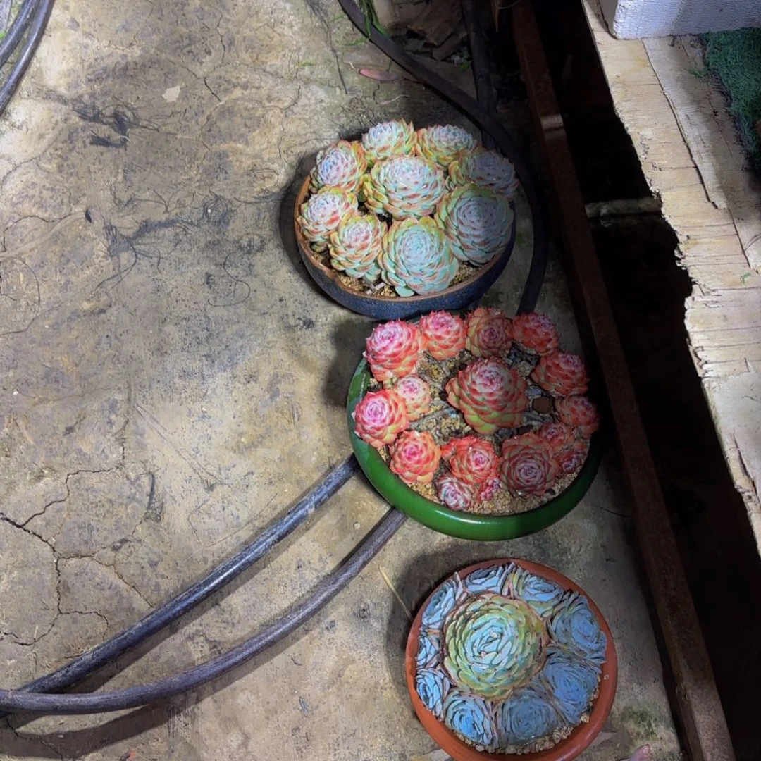 一物一拍中通快递