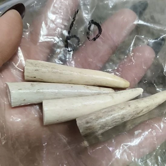 李***然鹿角鹿角鹿角鹿角鹿角鹿角