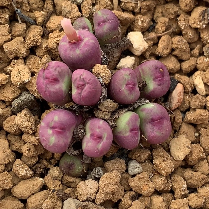 精品多肉植物园艺1380b