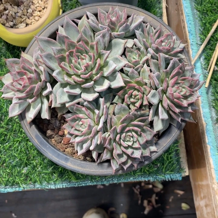 青***。黑天鹅冠幅20 公分一物一拍