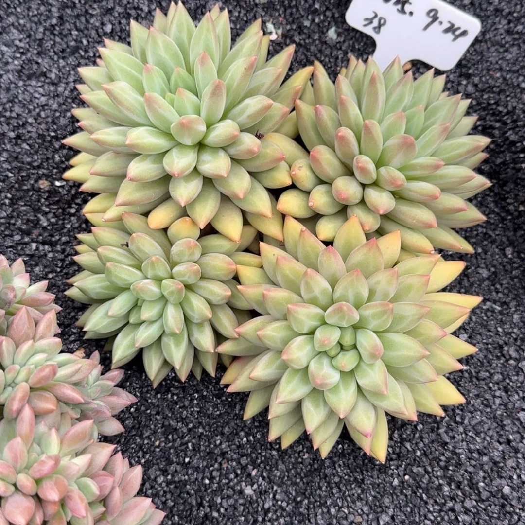 一物一拍黄体红蜻蜓38