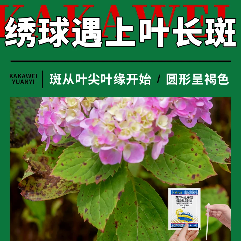 绣球叶尖干枯叶缘焦边叶片黑褐色圆形斑点黑斑叶斑炭疽病杀菌剂