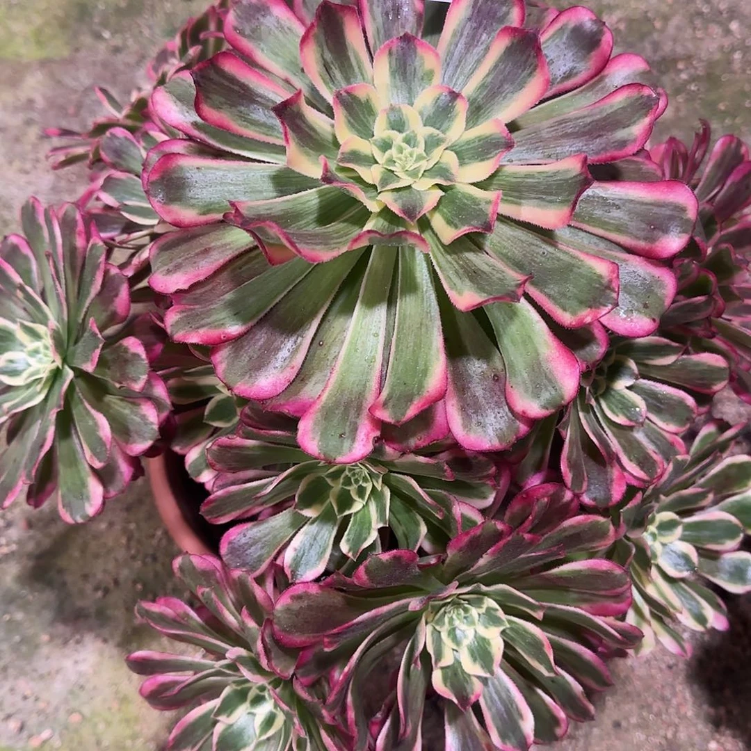 多肉植物波斯法师107