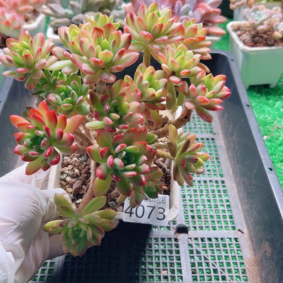 无花朵多肉一物一拍植物4073