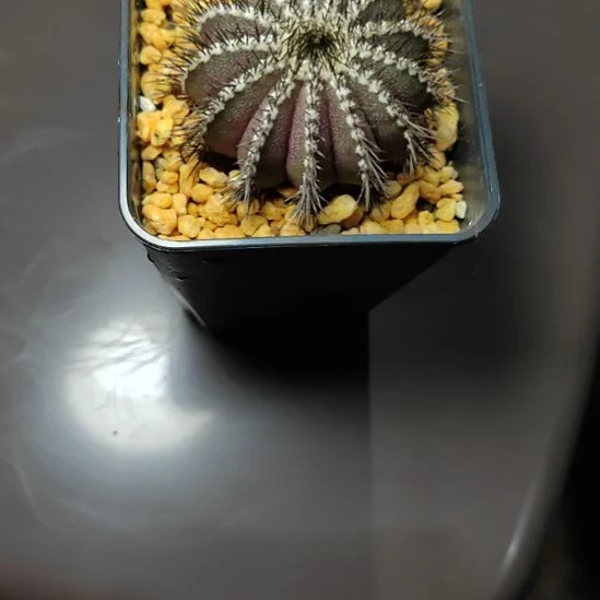 给****自根紫皮栉刺优博带盆发货