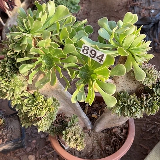 璟***多肉植物一个原始绿