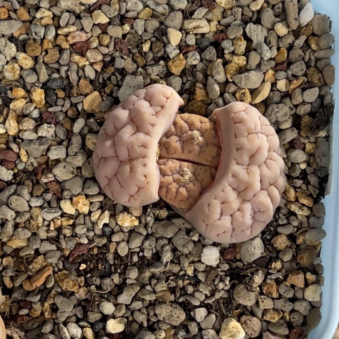 奶***廖5031荒1专拍的花花