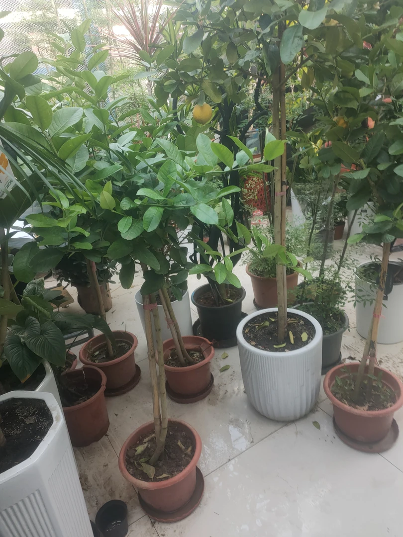 阳台，室外绿植宁檬树。