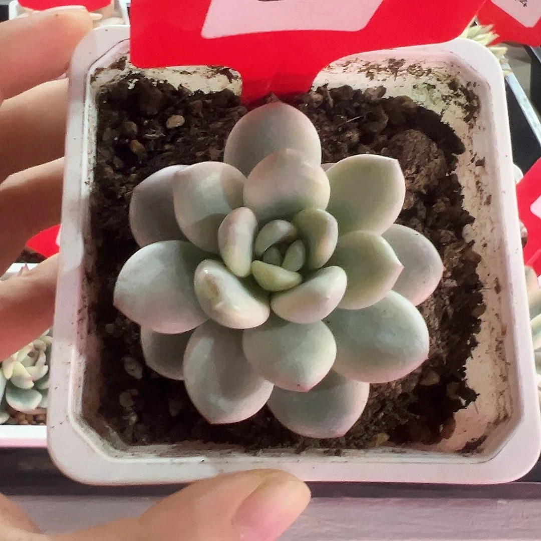 35号白马香水锦多肉植物
