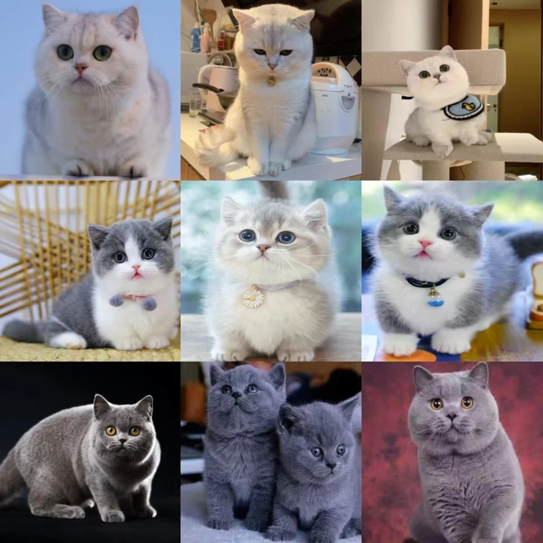 【萌之宠]布偶猫幼猫蓝猫金渐层缅因银渐层拿破仑