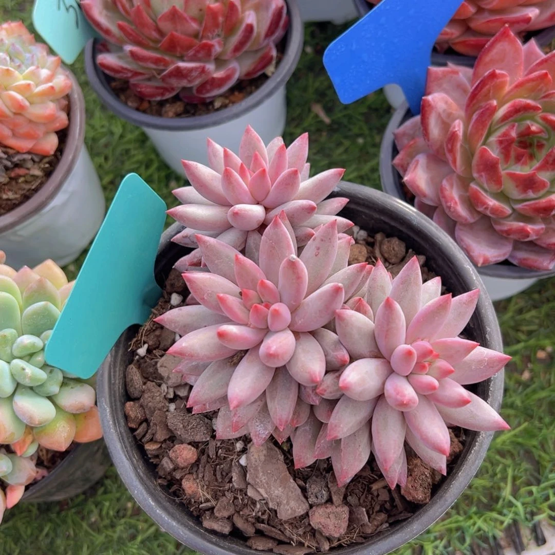 福利来啦打脸的一