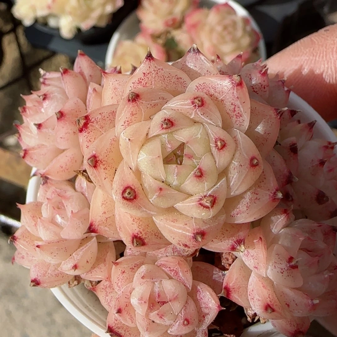 【闪购商品】0226-69钻石纹包子麦杆