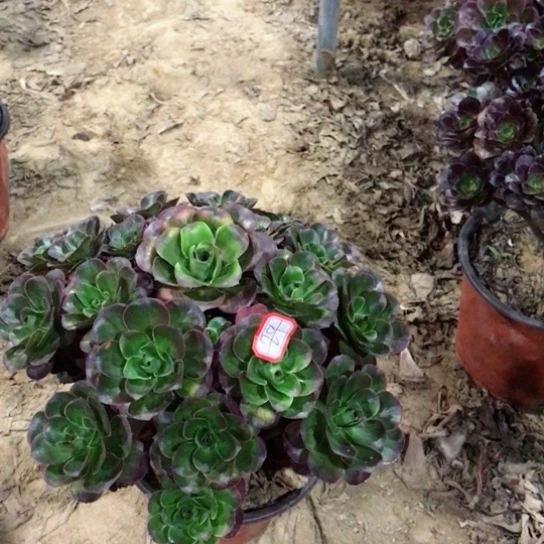 生***花魅金玫瑰法师多肉29