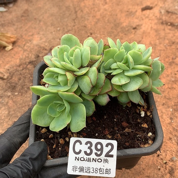 牡丹亭朵朵 392 需延迟发货今天满100送可爱玫瑰
