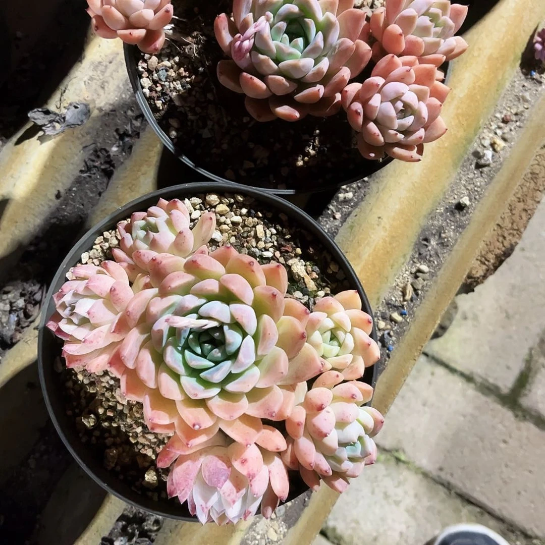 含****?329+233多肉植物提取天然草本成分