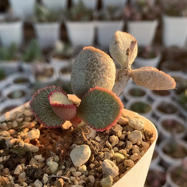 妖姬桩子—专拍专拍