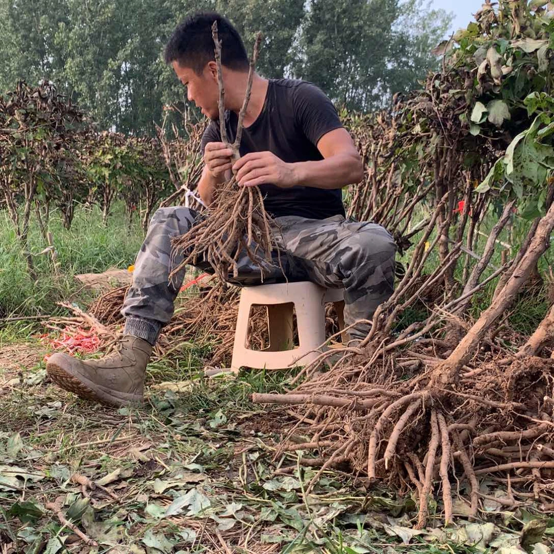 当前无花栽培后可以开花芳纪
