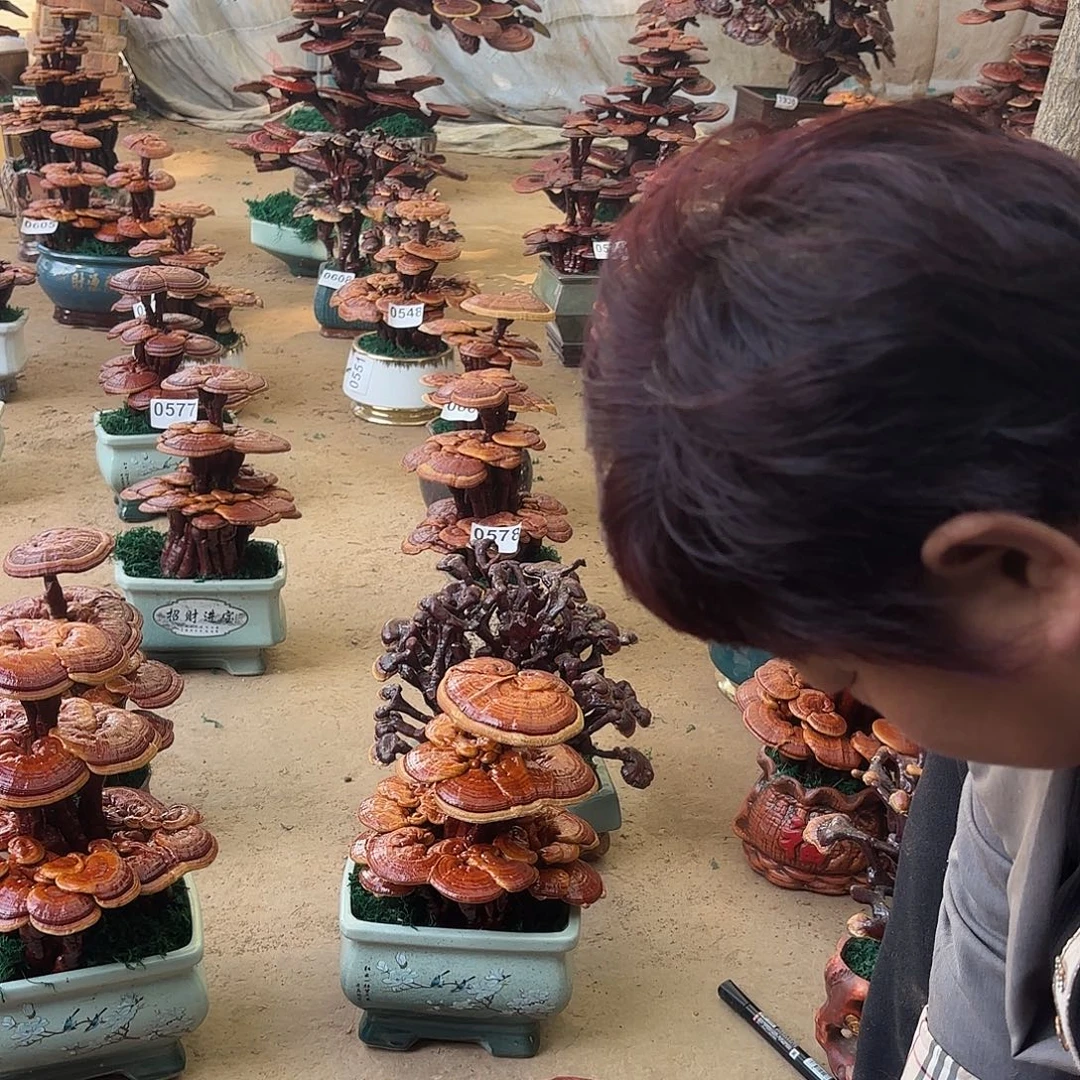 无花朵灵芝是我国著名植物