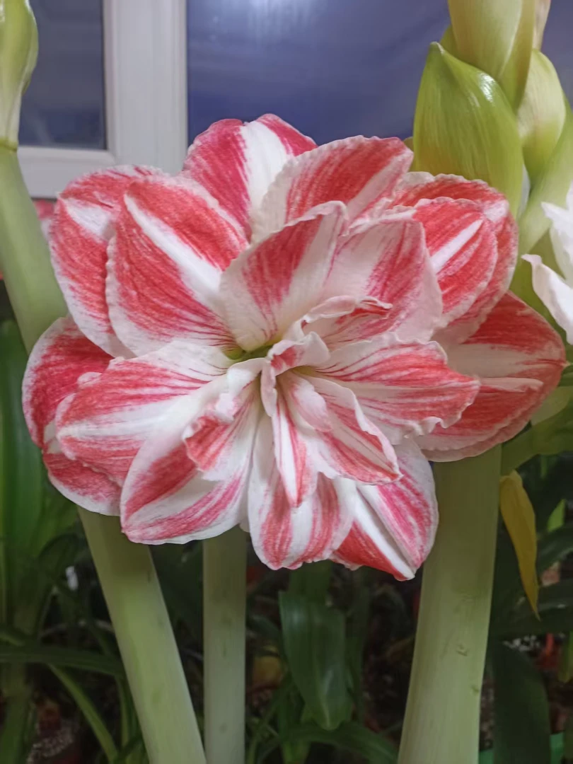 惊奇玲声2烈焰红唇2厘米