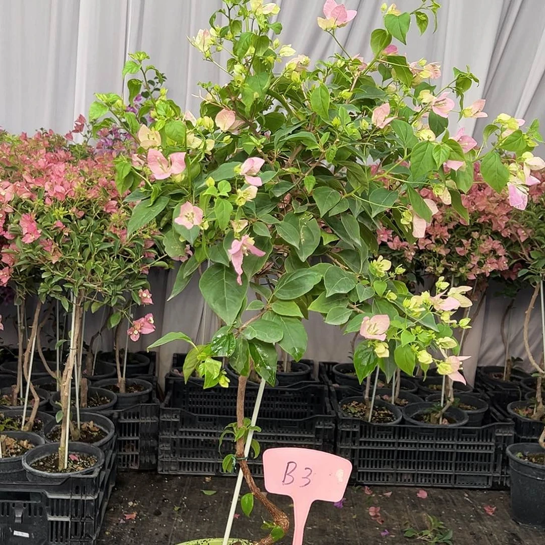 芹***当前无花栽培后可以开花B3广红英