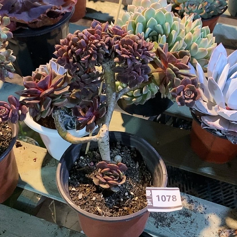 【闪购商品】大红袍缀1078