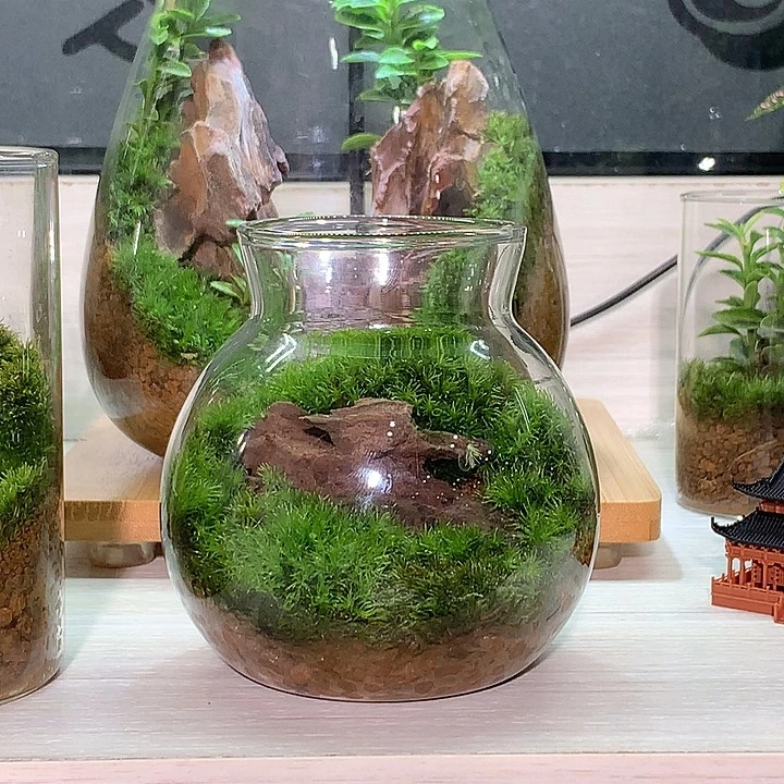 无花朵圆形苔藓植物缸