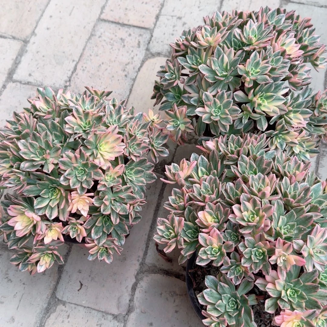 无花朵甜茶中号手捧