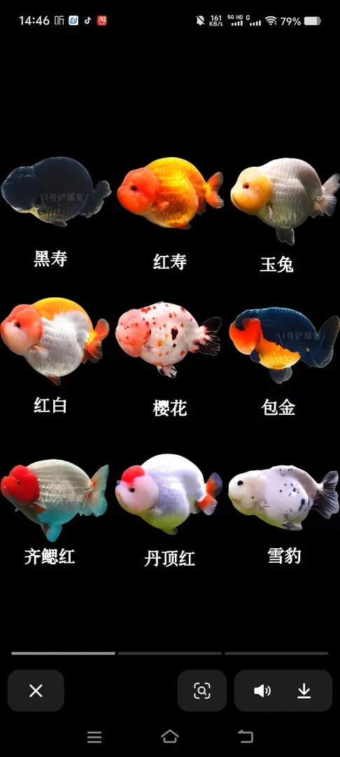 活体观赏鱼包邮包活收到货拍开箱视频一物一拍