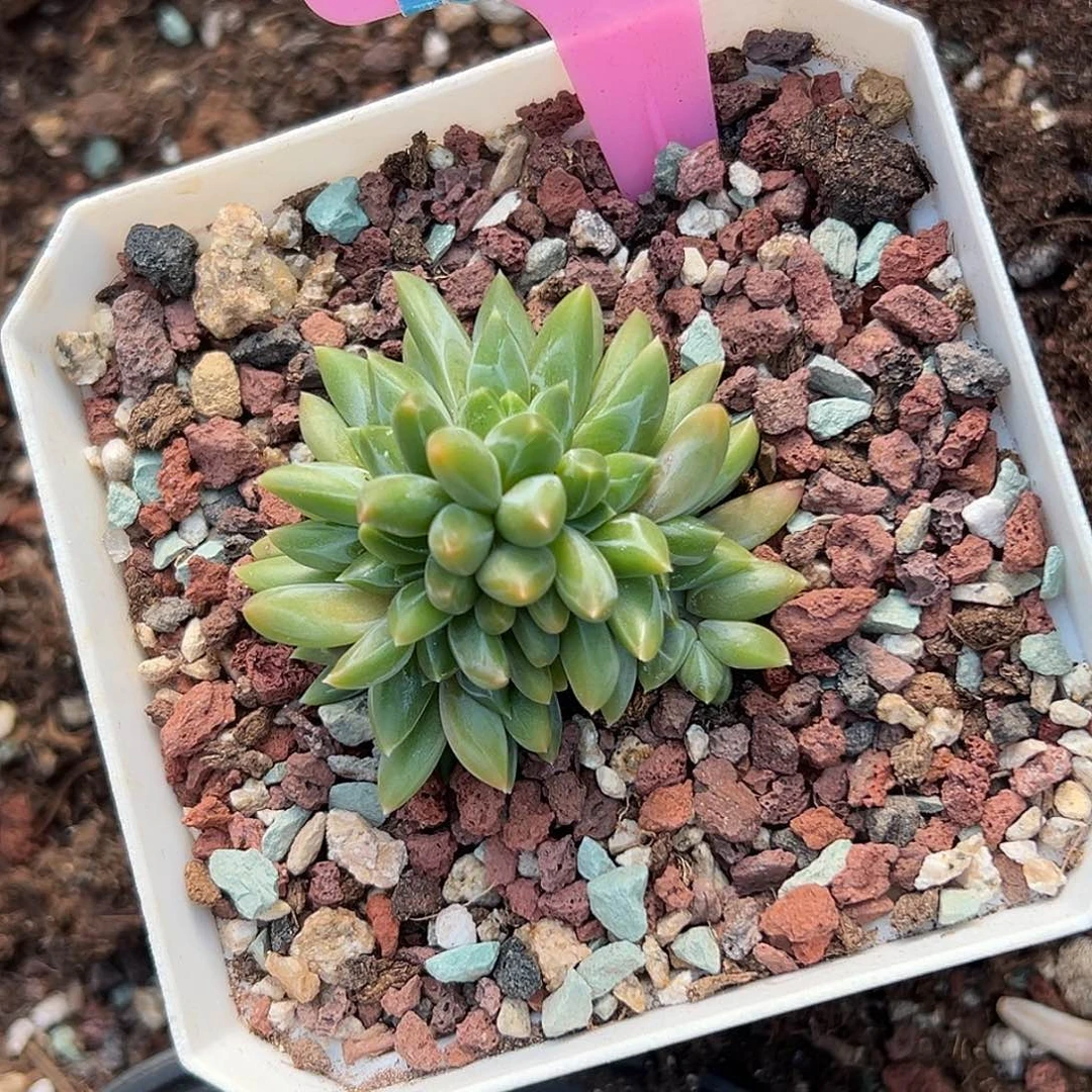 齐***琪多肉植物一物一拍